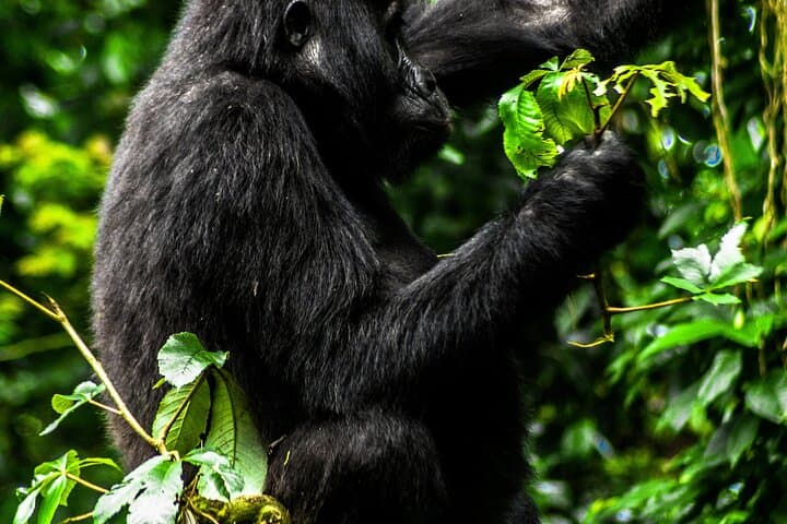 3-Day Bwindi Gorilla Safari: Trek Mountain Gorillas in Uganda photo 4