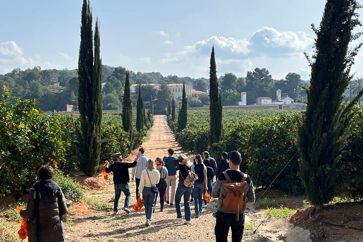 Huerto Ribera Orange Grove Tour: Hands-On Picking & Valencian Tasting near Valencia photo 3