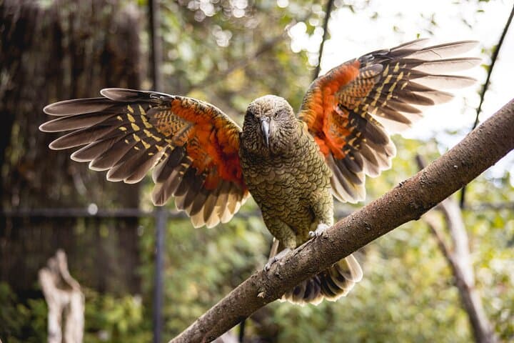 Kiwi Birdlife Park Queenstown: Up-Close Kiwi Encounters & Conservation Shows photo 3