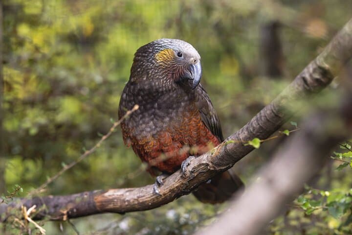 Kiwi Birdlife Park Queenstown: Up-Close Kiwi Encounters & Conservation Shows photo 4