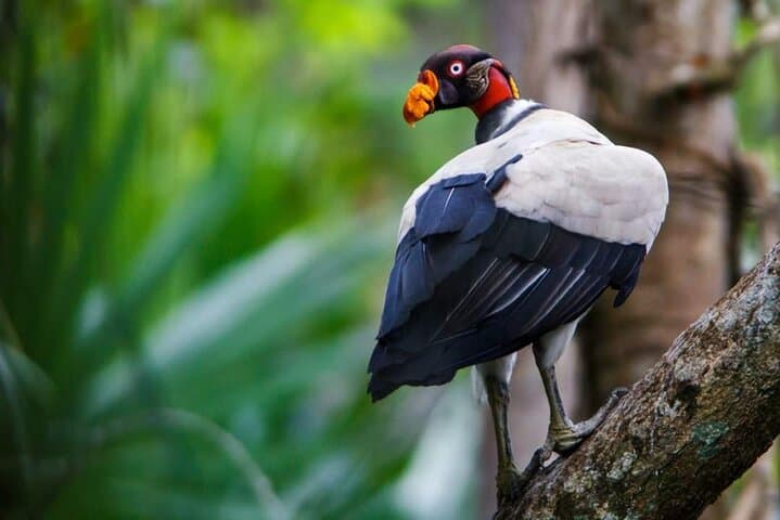 Petenes Bird Photography: Observation Tours in Campeche, Mexico photo 2