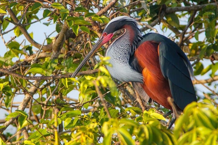 Petenes Bird Photography: Observation Tours in Campeche, Mexico