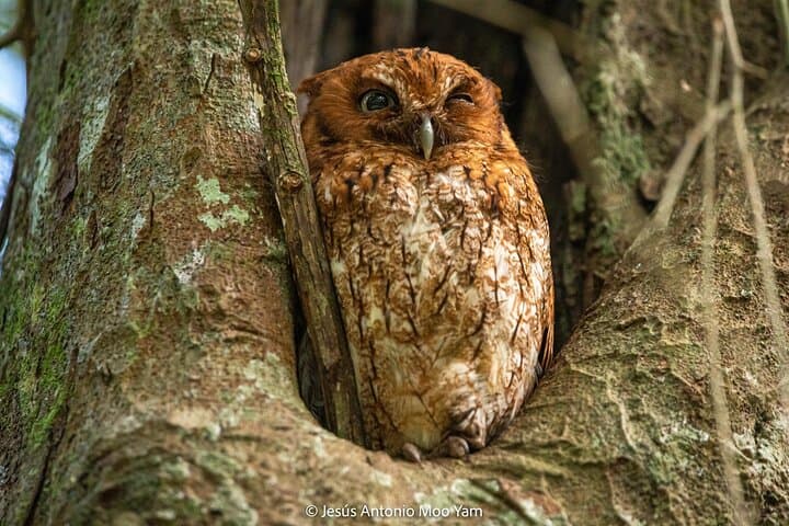 Petenes Bird Photography: Observation Tours in Campeche, Mexico photo 3
