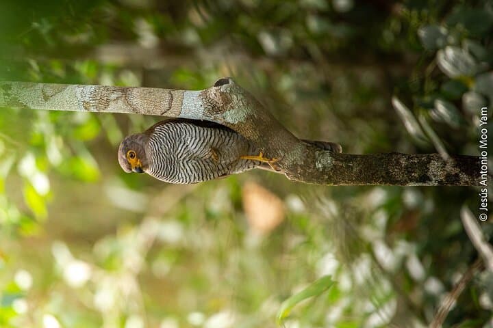 Petenes Bird Photography: Observation Tours in Campeche, Mexico photo 4