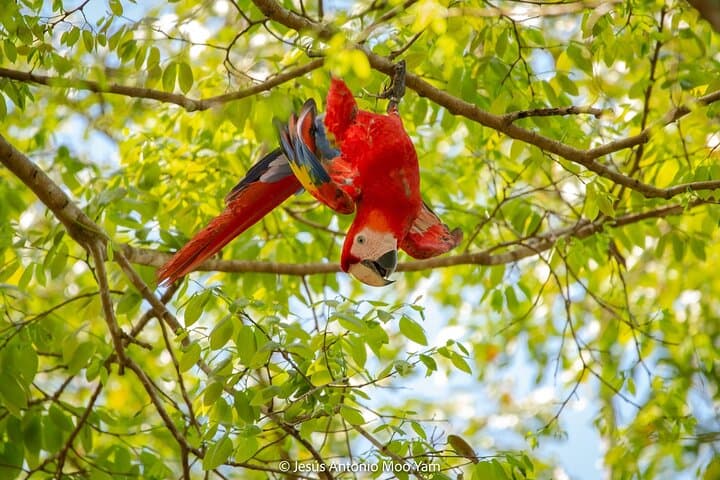 Petenes Bird Photography: Observation Tours in Campeche, Mexico photo 5