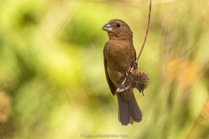Petenes Bird Photography: Observation Tours in Campeche, Mexico photo 6