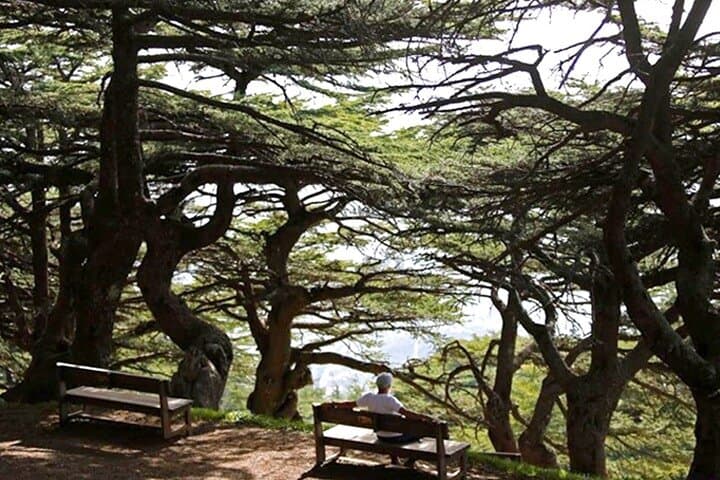 Explore the Cedars of God and Qadisha Valley — Guided Private Tour from Beirut photo 2