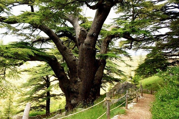 Explore the Cedars of God and Qadisha Valley — Guided Private Tour from Beirut photo 4