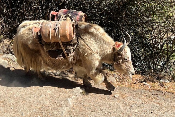 Everest Base Camp & Gokyo Lakes Trek — Private 18-Day Expedition from Kathmandu photo 4