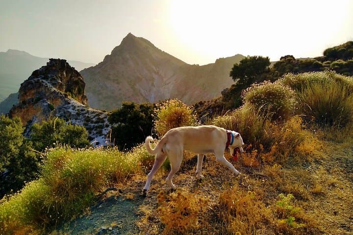 Sunset Hike & Summit Sierra Nevada — Private Dog-Friendly Tour photo 4
