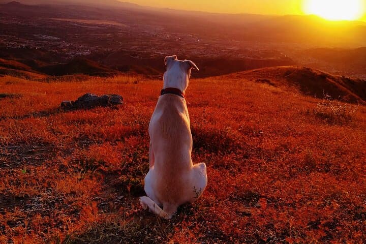 Sunset Hike & Summit Sierra Nevada — Private Dog-Friendly Tour photo 6