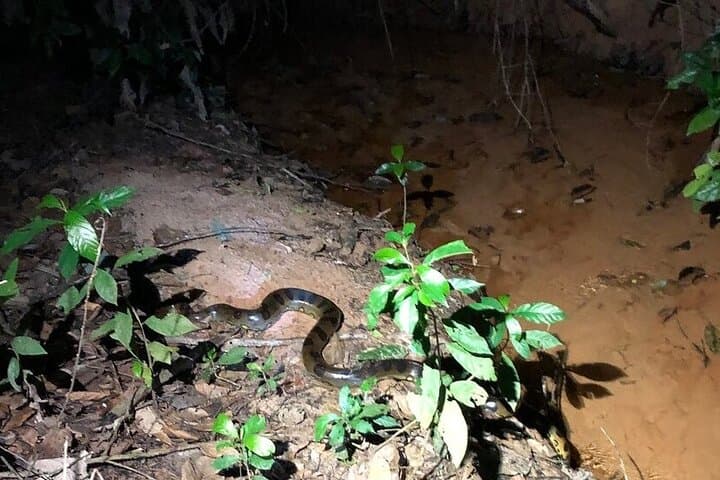 4-Day Green Wild Amazon Expedition from Iquitos: Jungle Lodge, Boat Rides & Hikes photo 6