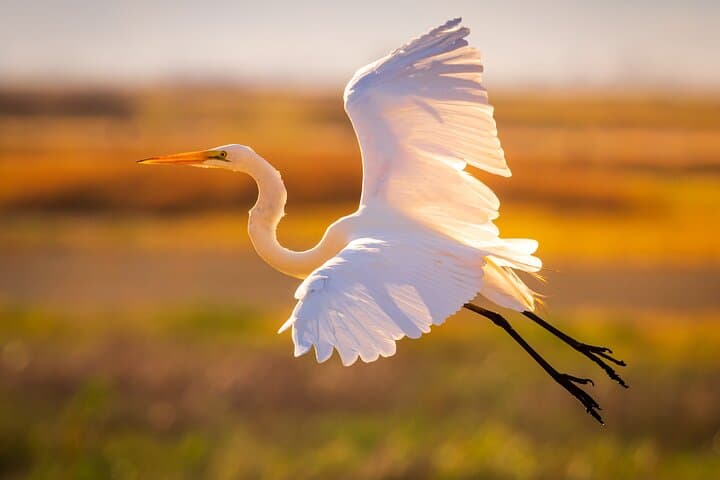 Sunset Dolphin Eco Tour: Savannah River Cruise for Dolphin Watching & Local History photo 4