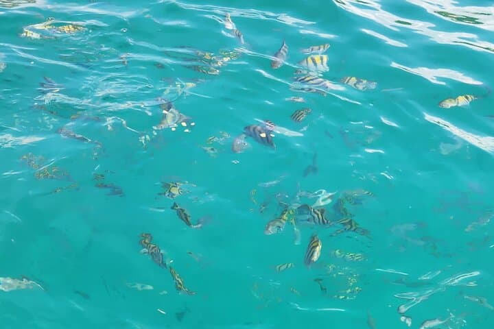 Private Catamaran Snorkeling Cruise from Punta Cana — Half-Day VIP Trip photo 4