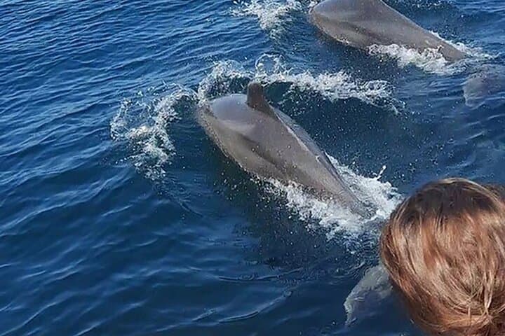 Puerto Vallarta Wild Dolphin Encounter and Los Arcos Snorkeling Tour