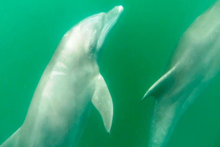 Puerto Vallarta Wild Dolphin Encounter and Los Arcos Snorkeling Tour photo 6