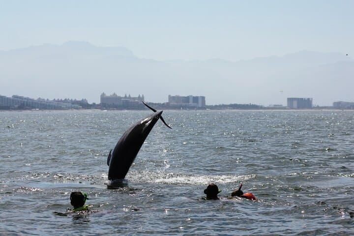 Puerto Vallarta Wild Dolphin Encounter and Los Arcos Snorkeling Tour photo 5