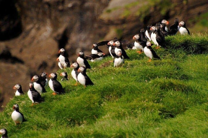 Eyjascooter Puffin Tour — Scooter the Cliffs of Heimaey (Westman Islands, Iceland) photo 3