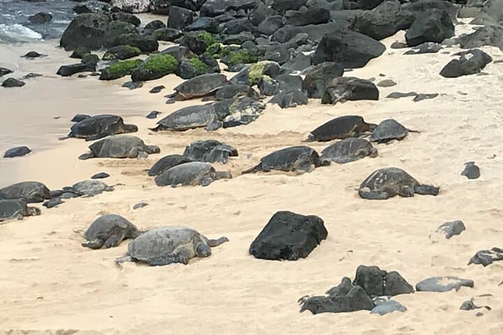 Private Halfway to Hana Tour — Ke'anae Peninsula, Bamboo Forest & Turtle Beach