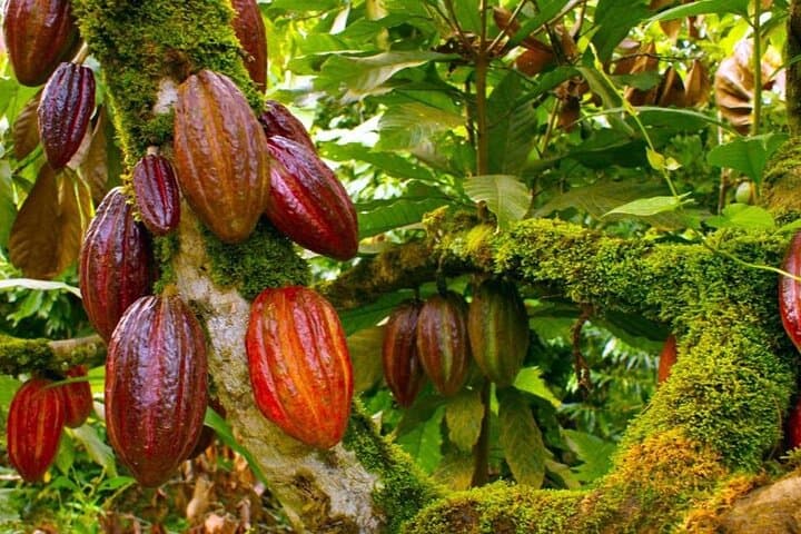Explore Higüey: A Half-Day Cultural Journey in the Dominican Republic photo 5