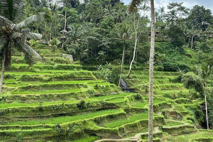 Sacred Spring Experience: Ubud Full-Day Private Tour to Tirta Empul, Tegalalang & Monkey Forest photo 2