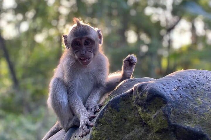 Sacred Spring Experience: Ubud Full-Day Private Tour to Tirta Empul, Tegalalang & Monkey Forest photo 4