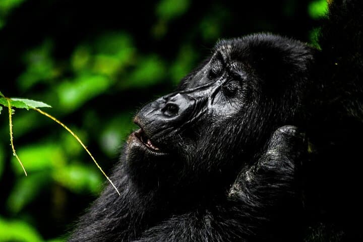 3-Day Bwindi Gorilla Safari: Trek Mountain Gorillas in Uganda photo 5