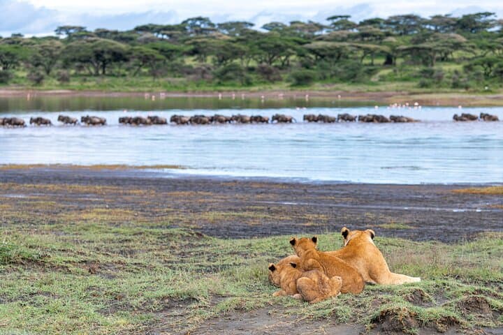 11-Day Northern Tanzania Safari: Serengeti, Ngorongoro & Tarangire Classics photo 6