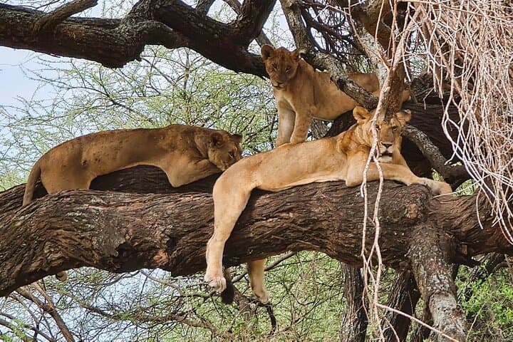11-Day Northern Tanzania Safari: Serengeti, Ngorongoro & Tarangire Classics