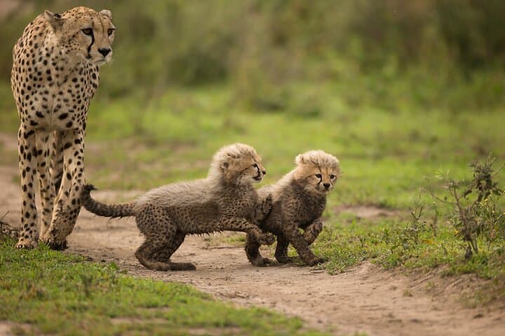 11-Day Northern Tanzania Safari: Serengeti, Ngorongoro & Tarangire Classics photo 5