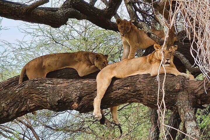 11-Day Northern Tanzania Safari: Serengeti, Ngorongoro & Lake Natron photo 4
