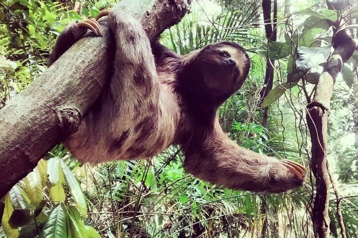 Hiking to Christ the Redeemer: Corcovado & Tijuca Forest Trek Guide photo 3
