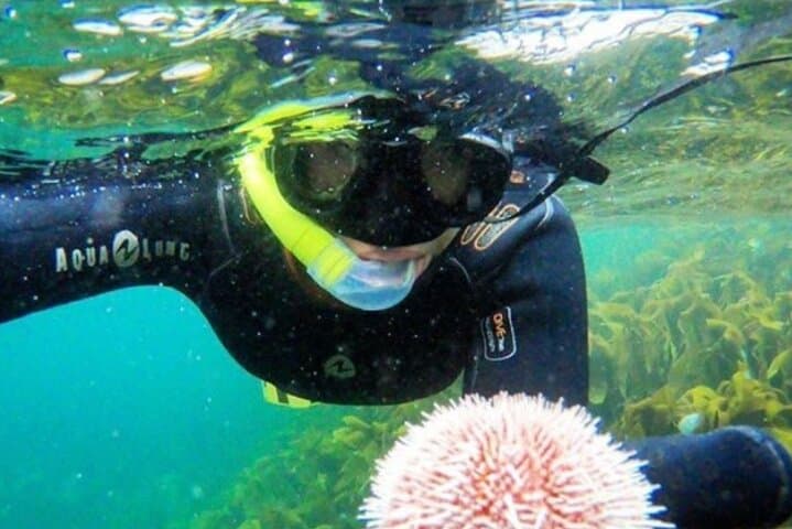 Family Snorkeling Tour in Lofoten: Arctic Kelp Forests & Seals