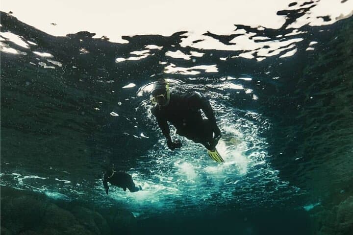 Family Snorkeling Tour in Lofoten: Arctic Kelp Forests & Seals photo 4