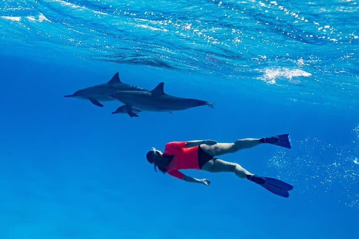 Private Hurghada Speedboat Dolphin Watching & Snorkeling Adventure photo 2