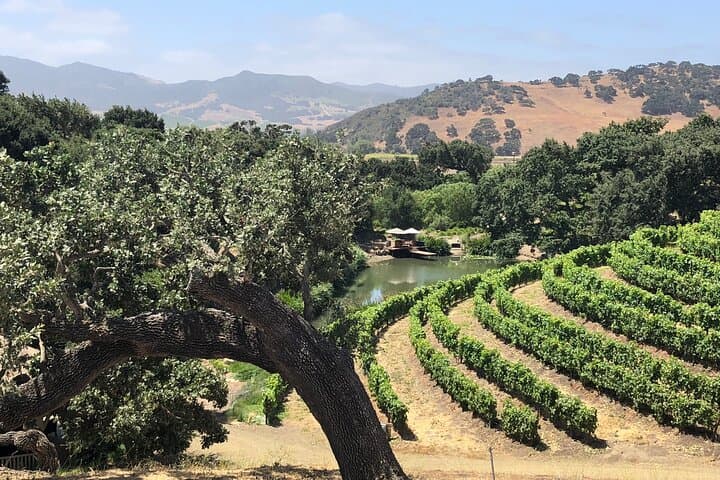 Discover Santa Barbara Wine Country: Private Tours and Tastings in the Santa Ynez Valley