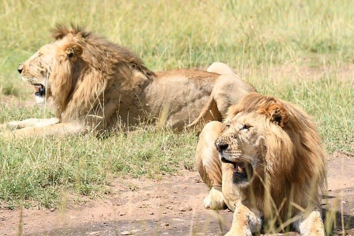 Inside Nairobi National Park: A Private Day Safari on the Edge of the City photo 2