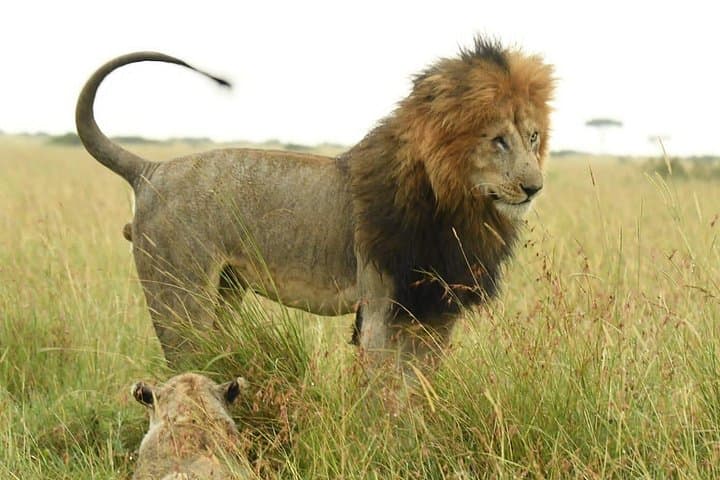 Inside Nairobi National Park: A Private Day Safari on the Edge of the City photo 3
