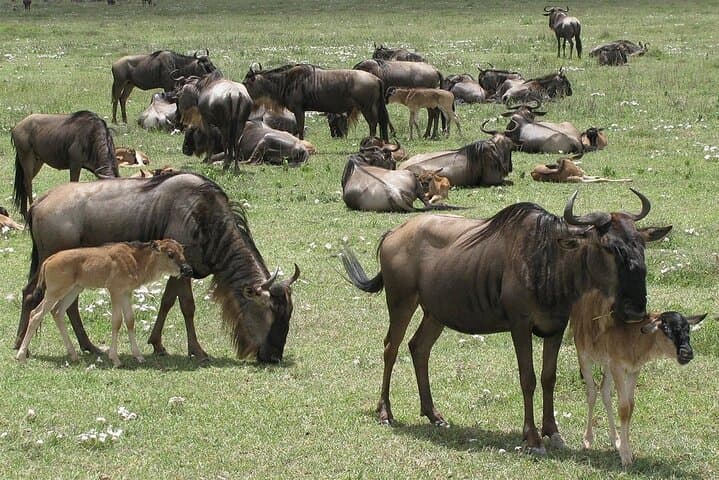 Arusha National Park — Full-Day Private Walking & Canoe Safari from Arusha photo 3