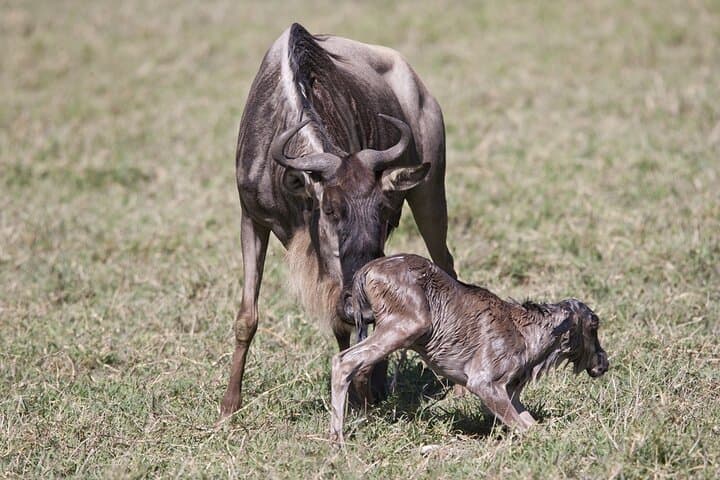 Arusha National Park — Full-Day Private Walking & Canoe Safari from Arusha photo 5