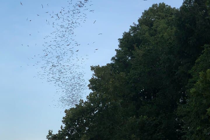 Sunset Kayak Tour Under Austin’s 1.5 Million Bats on Lady Bird Lake photo 2