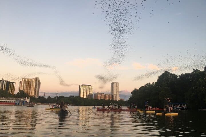 Sunset Kayak Tour Under Austin’s 1.5 Million Bats on Lady Bird Lake photo 4