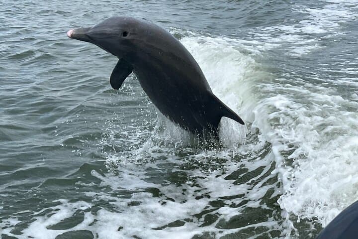 10,000 Islands Shelling and Dolphin Eco Tour — Half-Day from Goodland