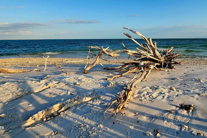 10,000 Islands Shelling and Dolphin Eco Tour — Half-Day from Goodland photo 4