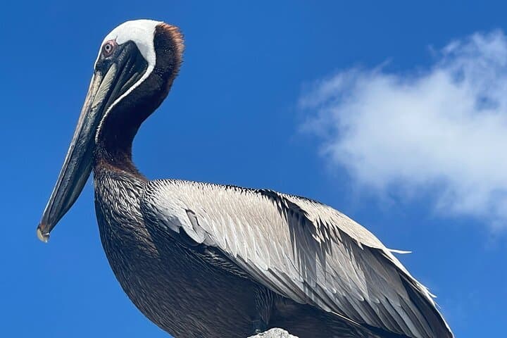 10,000 Islands Shelling and Dolphin Eco Tour — Half-Day from Goodland photo 5