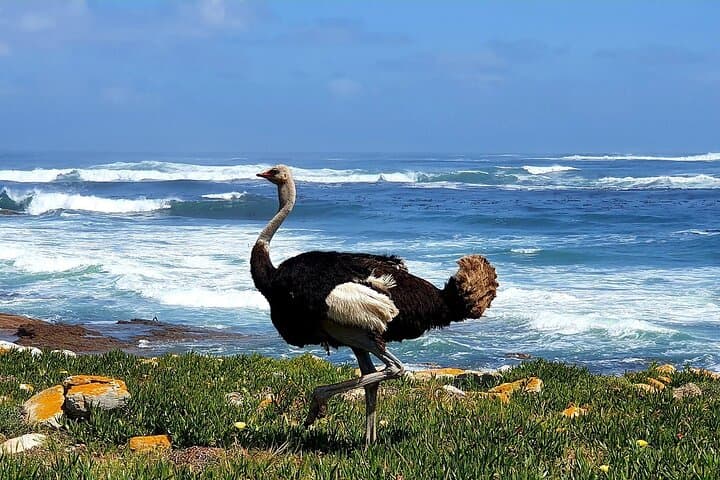 Cape Point & Boulders Beach Penguin Colony Full-Day Tour from Cape Town photo 4