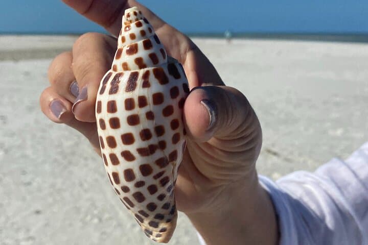 10,000 Islands Shelling and Dolphin Eco Tour — Half-Day from Goodland photo 2