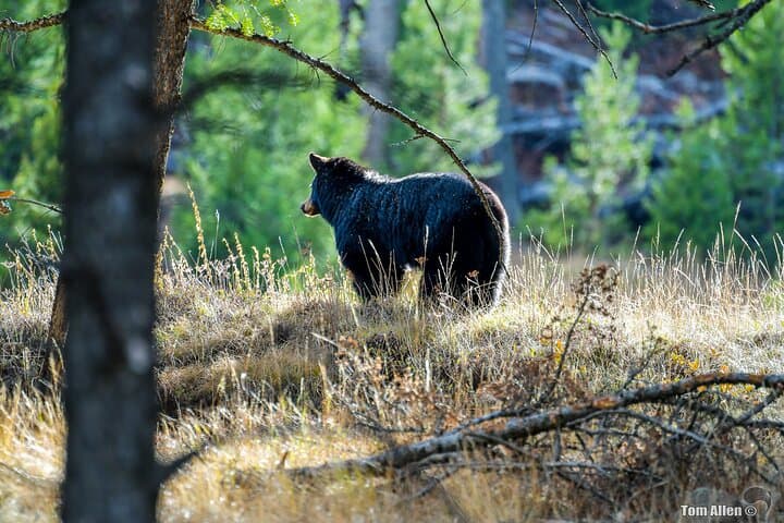Grand Teton to Mount Rushmore: 7-Day Yellowstone, Devils Tower & Black Hills Adventure photo 5