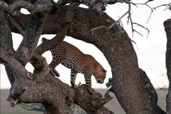 3-Day Maasai Mara Safari: Game Drives, Tented Camp & Great Rift Views photo 4