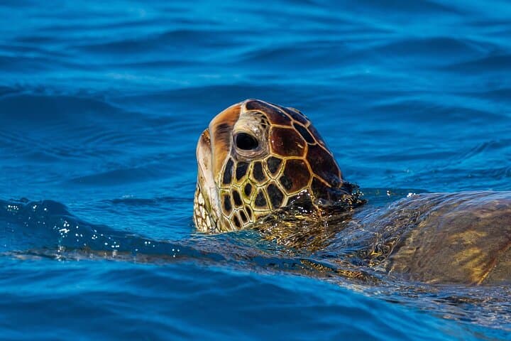 Moana’s Waikīkī Turtle Snorkel: Luxury Catamaran Cruise to Turtle Canyon photo 3